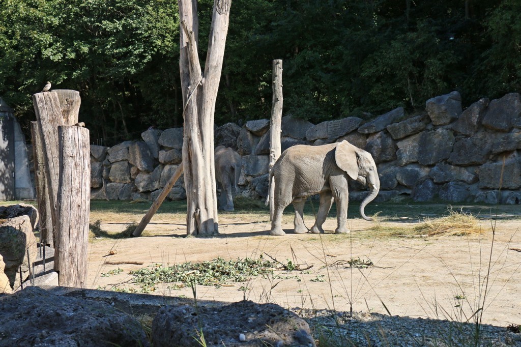 slonik
