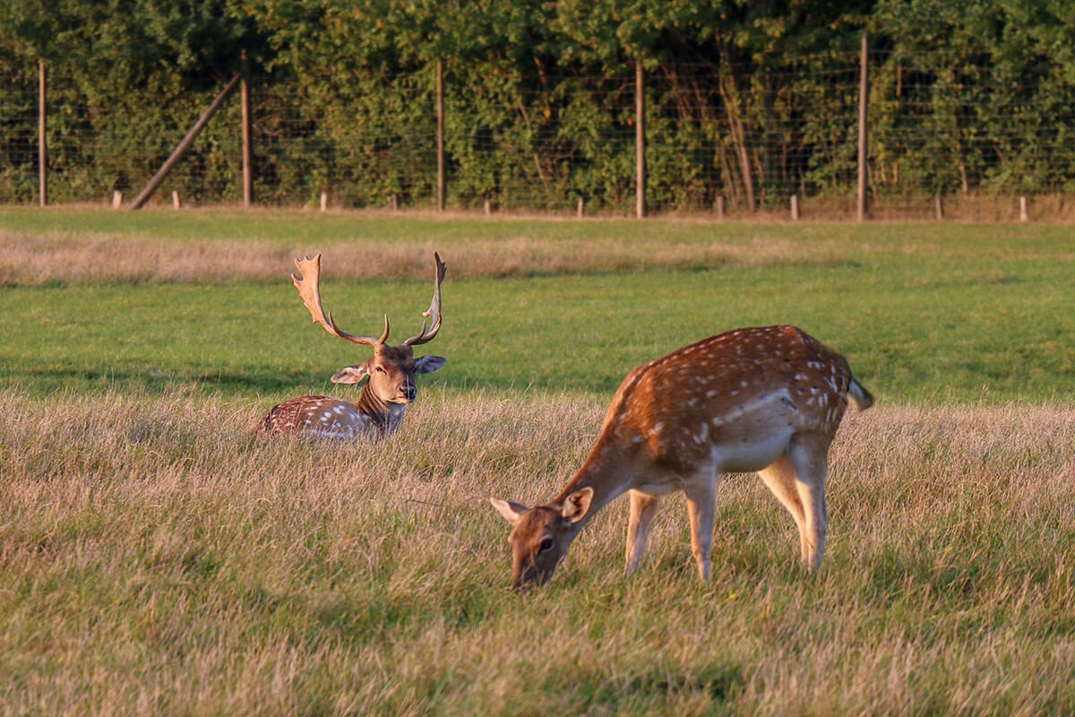 Daniele w Laizer Tiergarten Hermes Villa